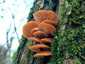 Téli fülőke (Flammulina velutipes), Budai-hegység